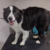 Spoty Peluqueria Canina Y Felina
