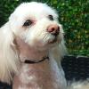 Rhony Soto Groomer
