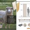 Panel Sheep