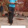 Educación Y Adiestramiento Canino