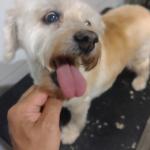 Spoty Peluqueria Canina Y Felina