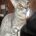 Sofia Francisca Diaz Palma Sofia Francisca Diaz Palma