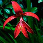 Masoterapeuta Flor De Lis