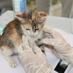 Diego Martinez Contreras